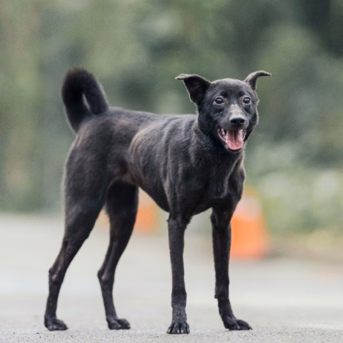 Black adult female mixed-breed dog, Medium, shelter no. …2006