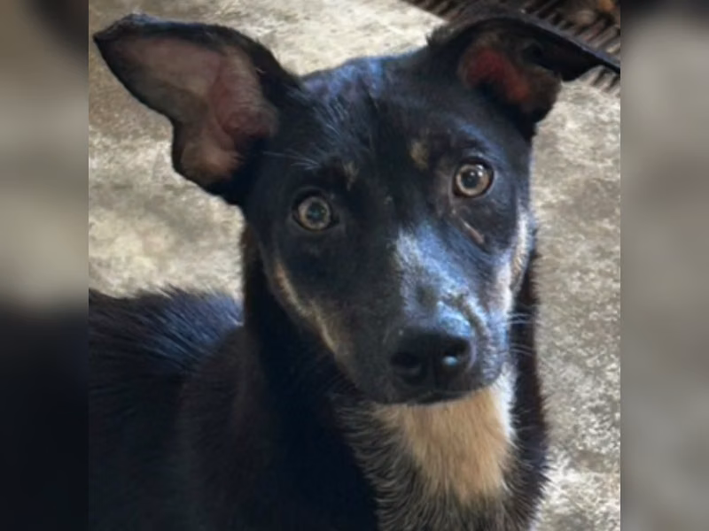 ミックス犬(メス・成犬・三毛)、中型, 施設番号 …9019
