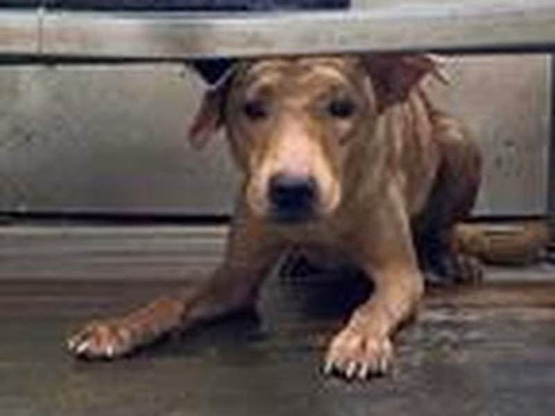 Tan adult male mixed-breed dog, Medium, shelter no. …8001