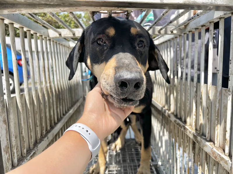 Black-and-tan adult male mixed-breed dog, Large, shelter no. …9011