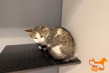 Brown tabby adult male European Shorthair, shelter no. …4103