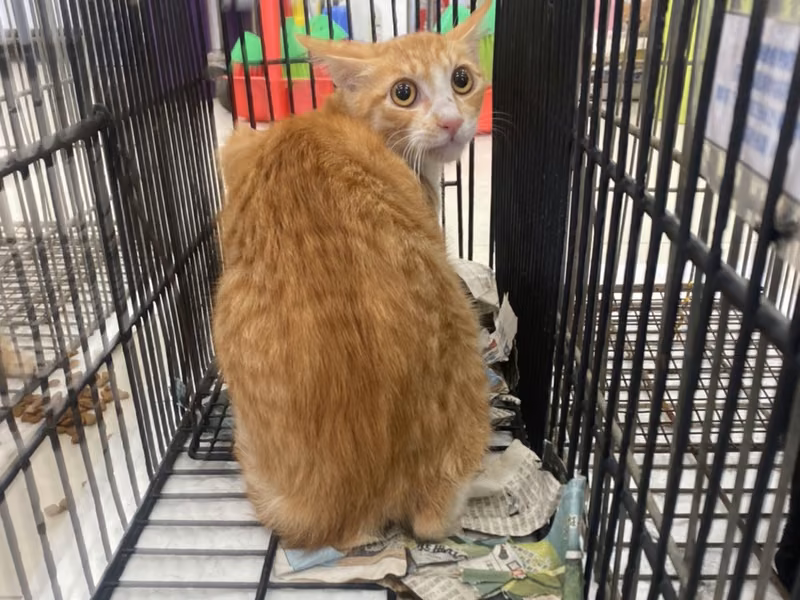 Young male mixed-breed cat, Small, shelter no. …1C03