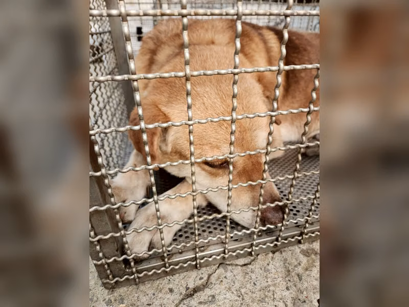 Perro mestizo macho adulto (canela), Mediano, refugio n.º …6001