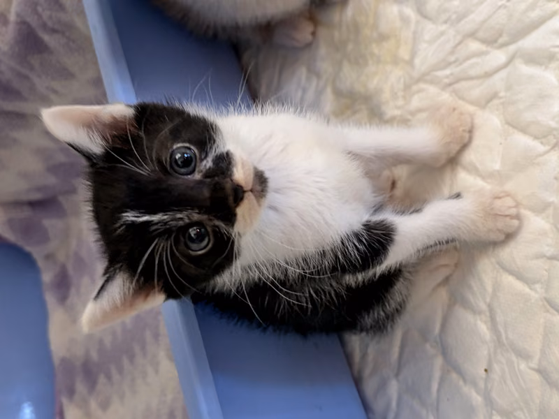 Pusang halo ang lahi (Babae, Bata, itim at puti), Maliit, blg. ng shelter …8001