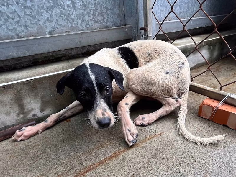 Black-and-white young female mixed-breed dog, Medium, shelter no. …7006