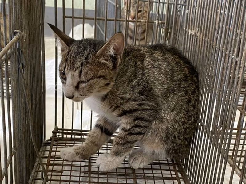 Young female mixed-breed cat, Small, shelter no. …0C04