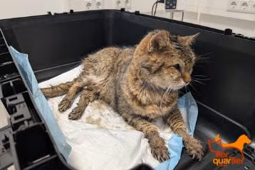 Brown tabby senior female European Shorthair, shelter no. …4435