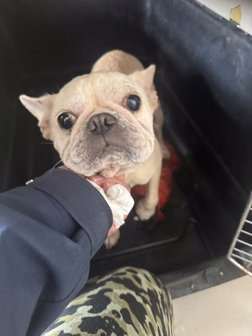 White adult female French Bulldog, Small, shelter no. …3001