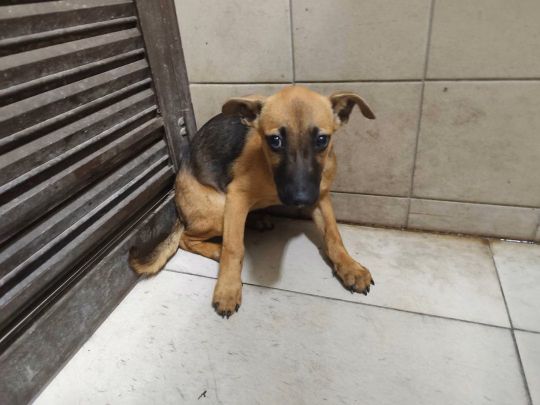 Tan young female mixed-breed dog, Large, shelter no. …1113