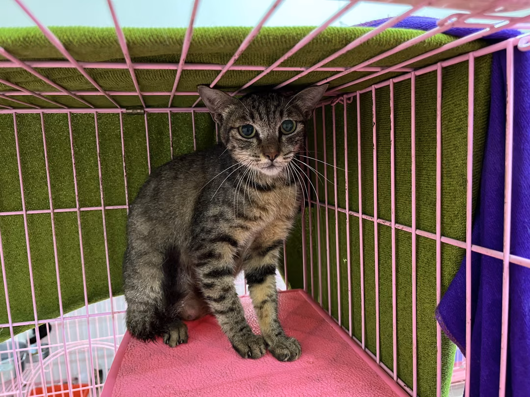 Tabby adult female mixed-breed cat, Medium, shelter no. …2603
