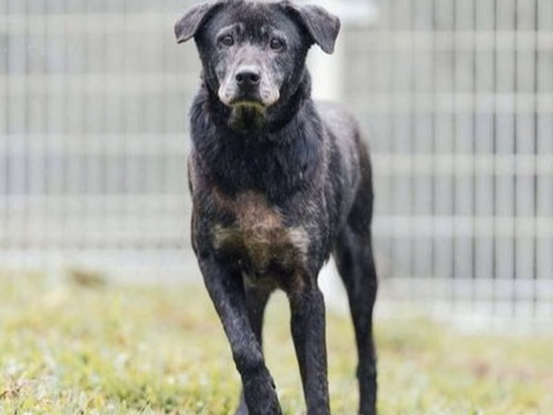 Black adult female mixed-breed dog, Large, shelter no. …6002