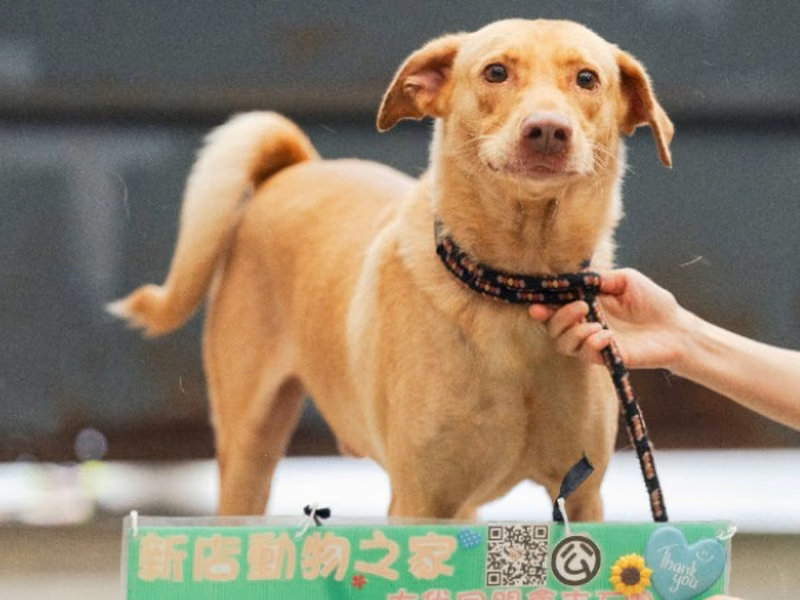 Tan adult male mixed-breed dog, Large, shelter no. …3001