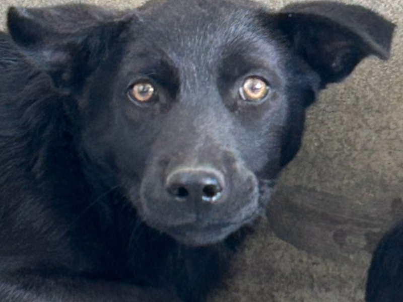 Black young male mixed-breed dog, Medium, shelter no. …9008