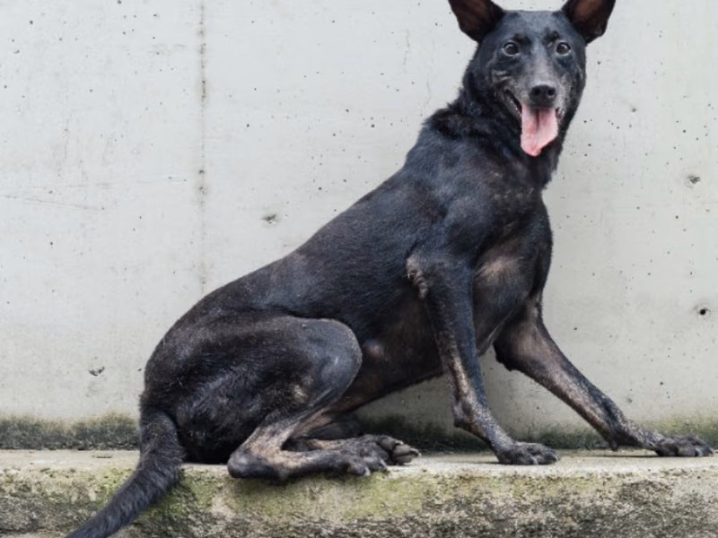 Black adult female mixed-breed dog, Medium, shelter no. …4001