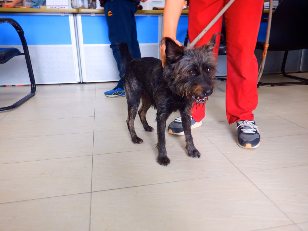 Black adult male mixed-breed dog, Small, shelter no. …3788