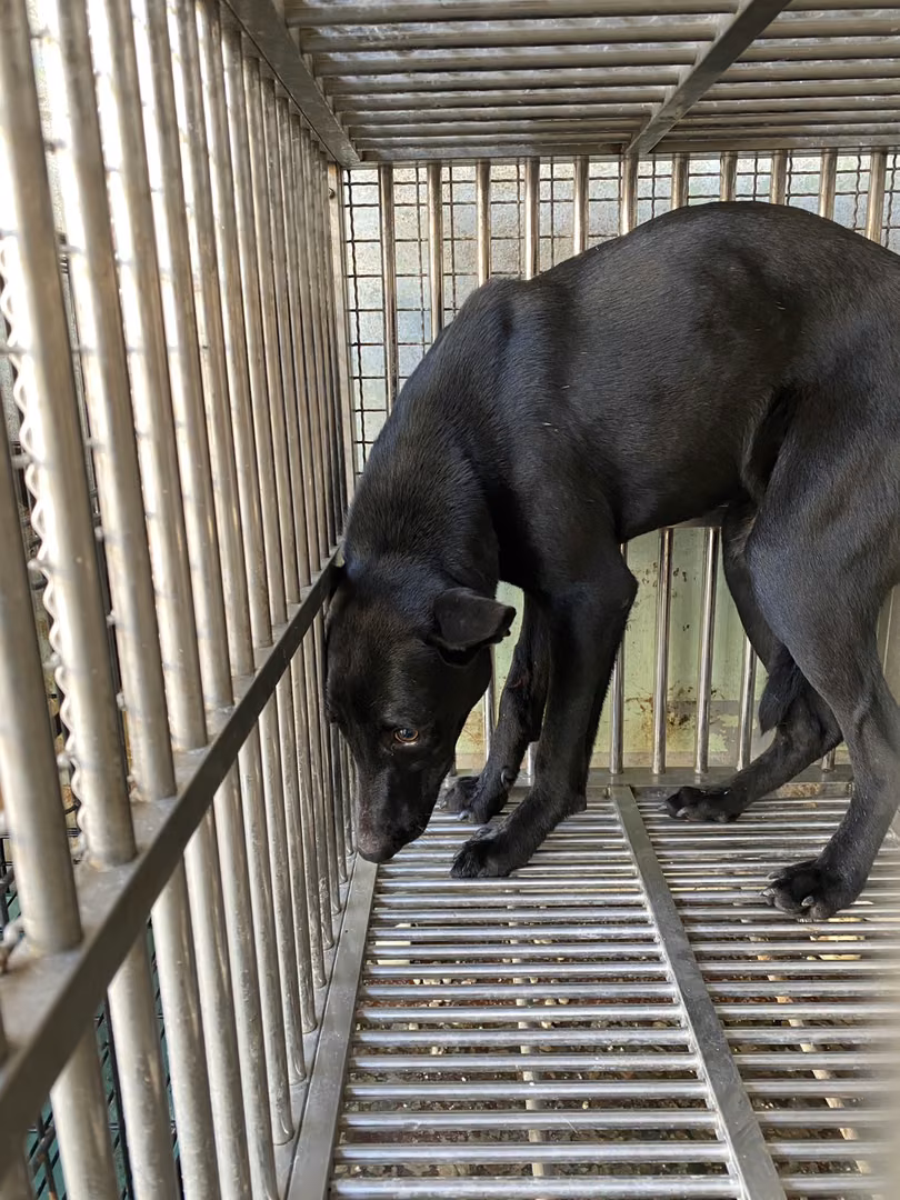 Black adult male mixed-breed dog, Medium, shelter no. …2-03
