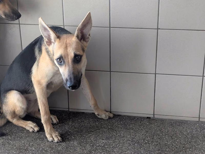 Tan young female mixed-breed dog, Large, shelter no. …1521