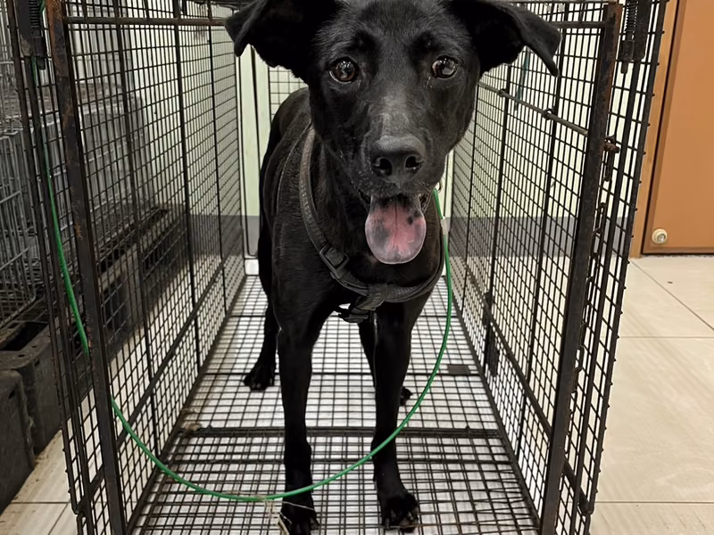 Black adult female mixed-breed dog, Medium, shelter no. …3D01