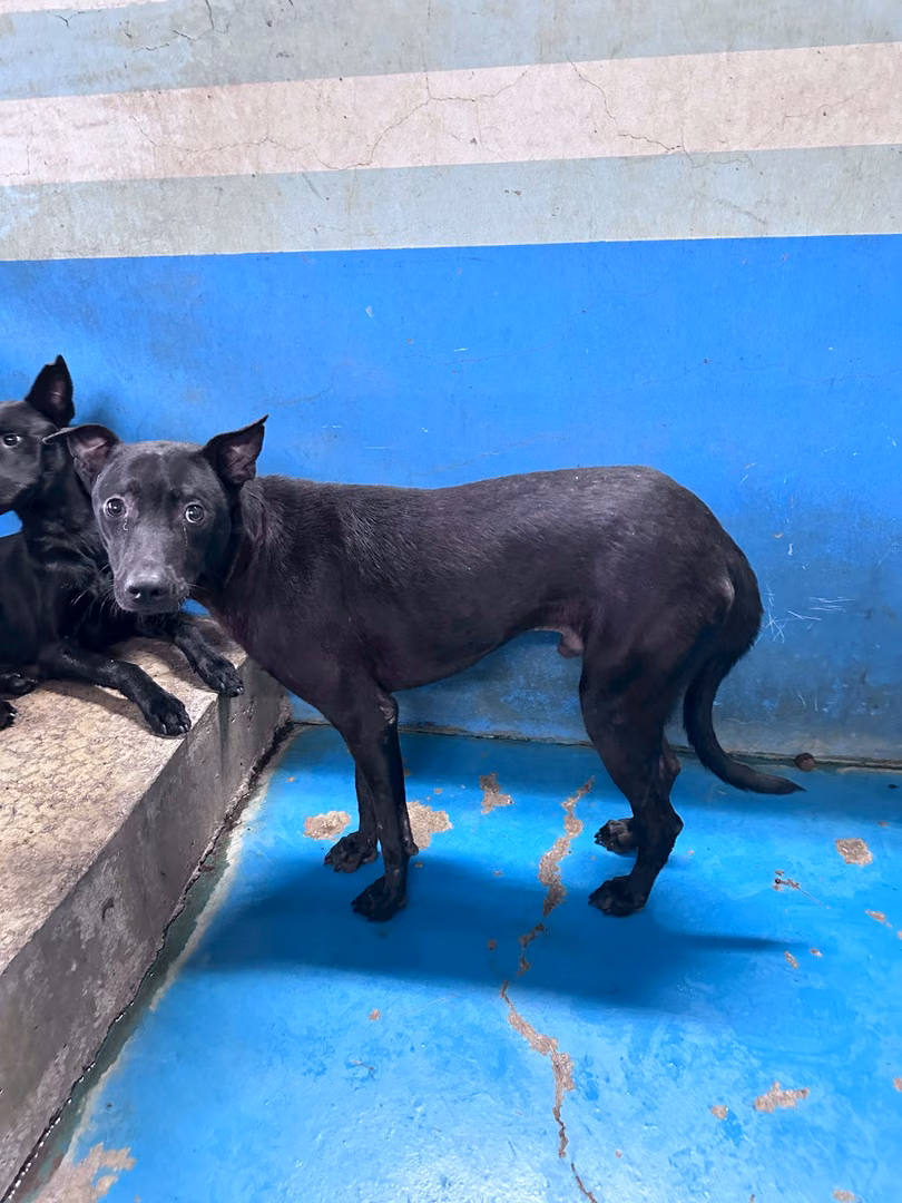 Black adult male mixed-breed dog, Large, shelter no. …7007