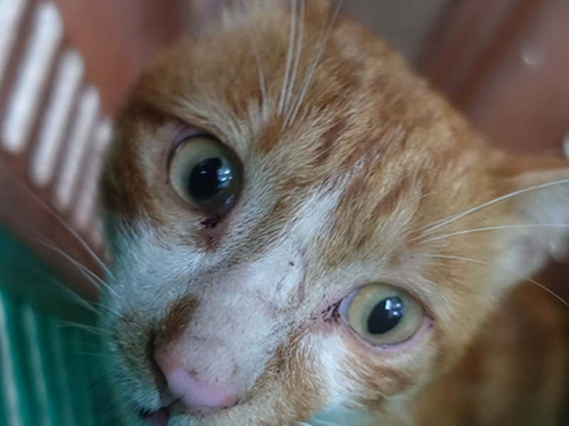 Orange adult male mixed-breed cat, Large, shelter no. …0768