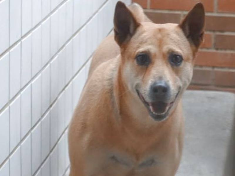 Tan adult male mixed-breed dog, Large, shelter no. …0410