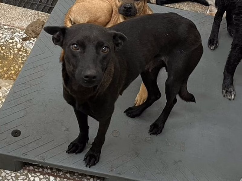 Black adult female mixed-breed dog, Large, shelter no. …25-2