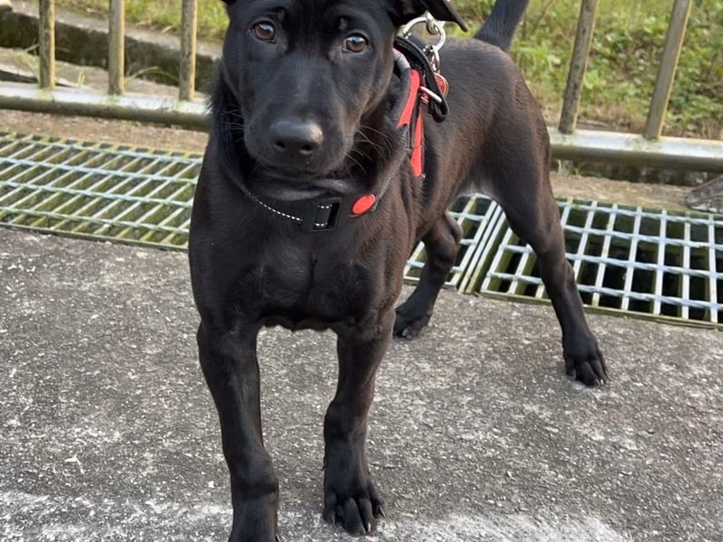 Chien croisé mâle jeune (noir), Moyen, refuge n° …4005