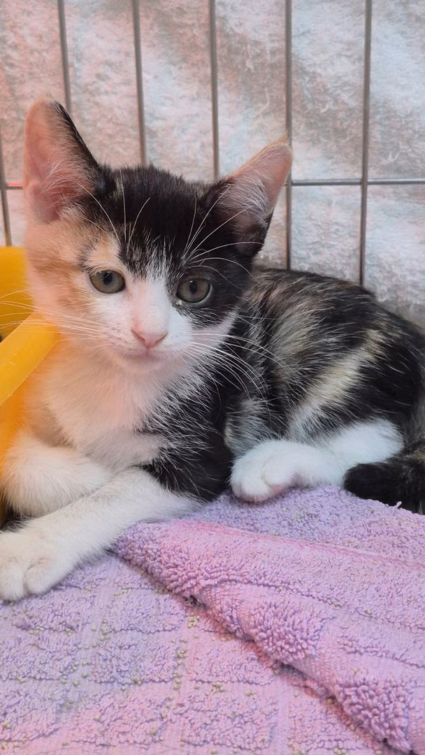 Calico young female mixed-breed cat, Small, shelter no. …4007