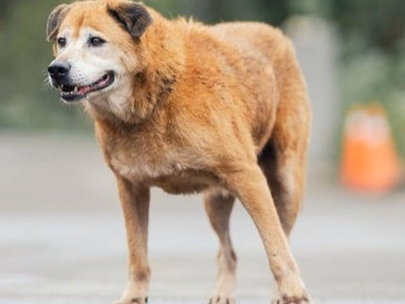 Tan adult male mixed-breed dog, Medium, shelter no. …1407