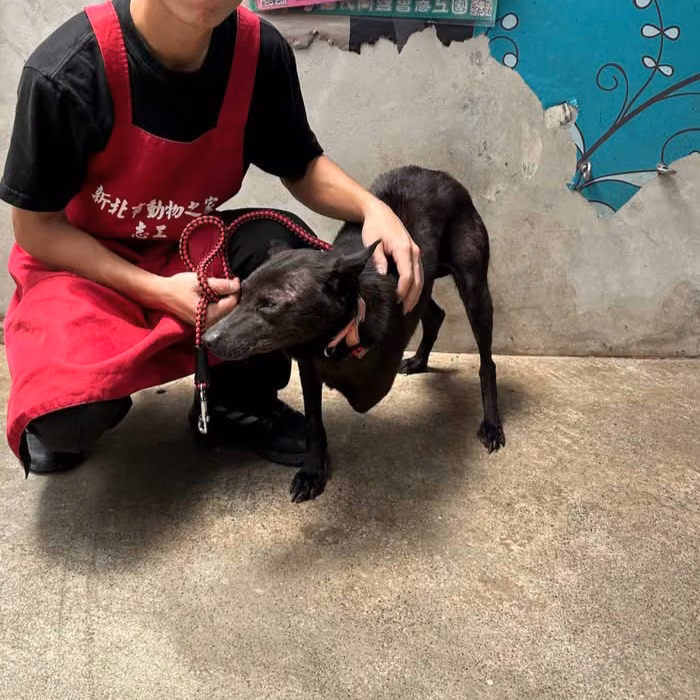 Black adult female mixed-breed dog, Small, shelter no. …9001