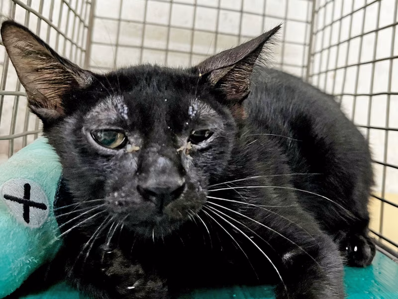 Black young male mixed-breed cat, Small, shelter no. …2521