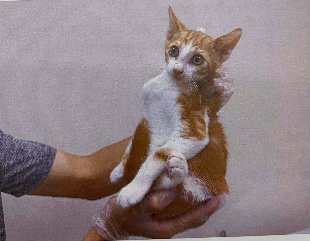 Brown young male mixed-breed cat, Small, shelter no. …6007