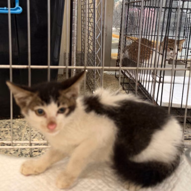 Black-and-white young male mixed-breed cat, Small, shelter no. …2002