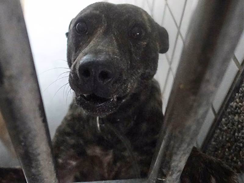 Tabby adult female mixed-breed dog, Large, shelter no. …0189