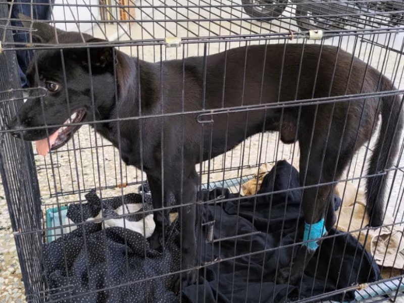 Black adult male mixed-breed dog, Medium, shelter no. …2-06