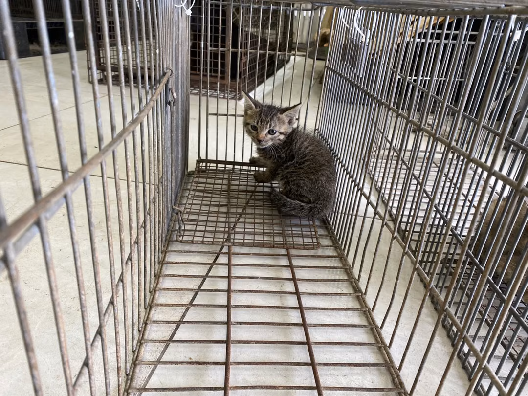 Young female mixed-breed cat, Small, shelter no. …9C04