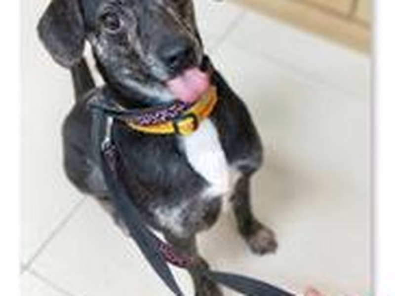 Black-and-white adult male mixed-breed dog, Medium, shelter no. …1205