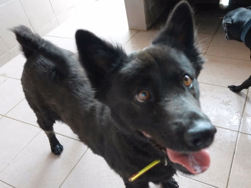 Black adult female mixed-breed dog, Medium, shelter no. …9-01