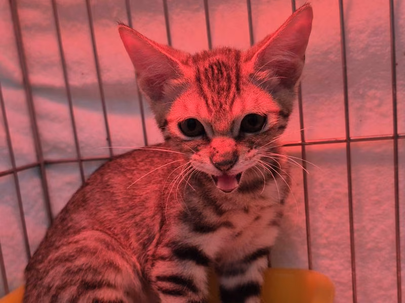 Tabby young male mixed-breed cat, Small, shelter no. …3001