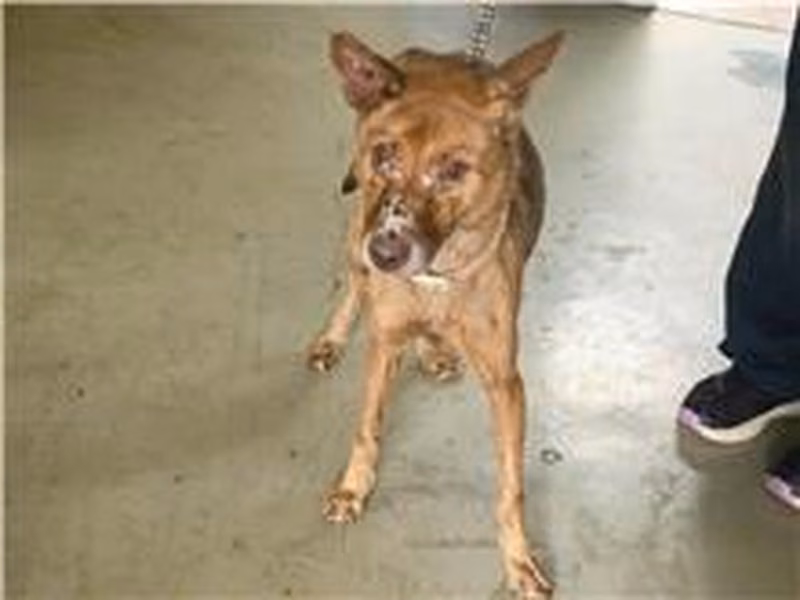 Tan adult female mixed-breed dog, Medium, shelter no. …0504