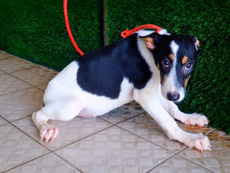 Black-and-white young male mixed-breed dog, Small, shelter no. …2888