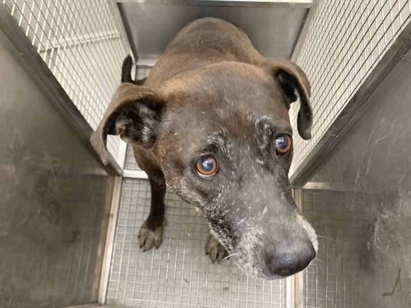 Brown adult female mixed-breed dog, Medium, shelter no. …0907