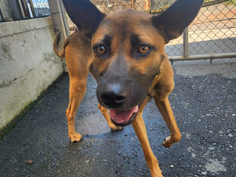 Black-and-brown young male mixed-breed dog, Medium, shelter no. …2001