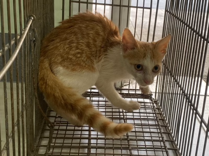 Young female mixed-breed cat, Small, shelter no. …8C09