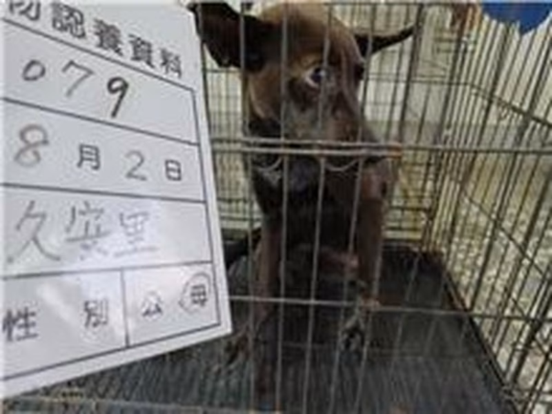 Black adult female mixed-breed dog, Medium, shelter no. …079D