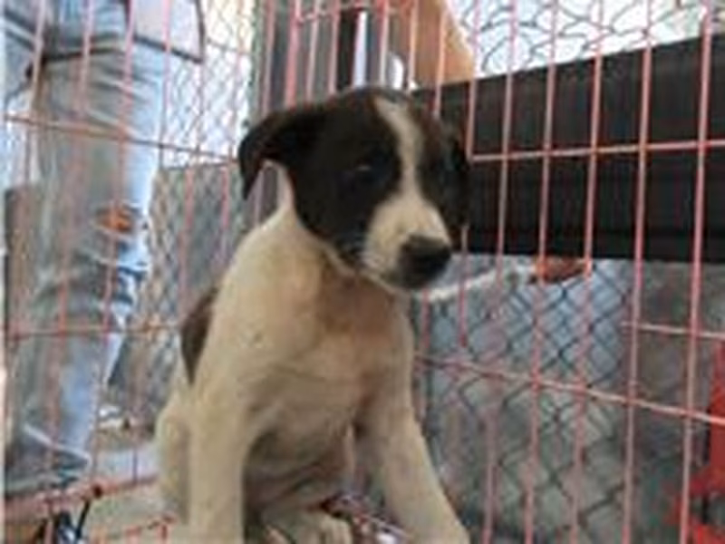 Black-and-white adult male mixed-breed dog, Small, shelter no. …5008