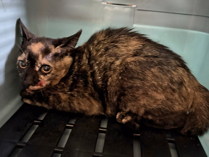 Pusang halo ang lahi (Babae, Bata, itim at kayumanggi), Maliit, blg. ng shelter …8002