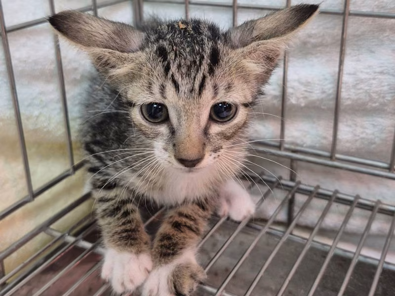Tabby young male mixed-breed cat, Small, shelter no. …3004
