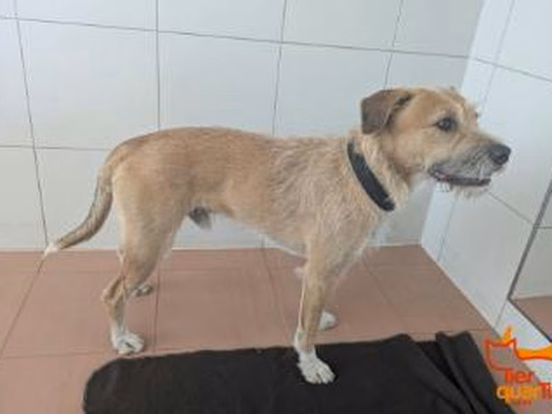Adult male mixed-breed dog, shelter no. …3075