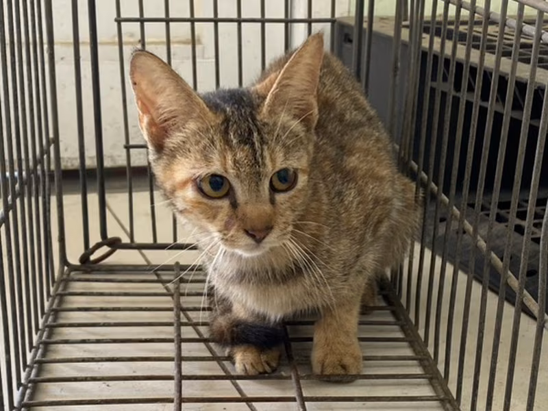 Young female mixed-breed cat, Small, shelter no. …5C03